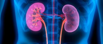 Une échographie avec les reins mis en avant.