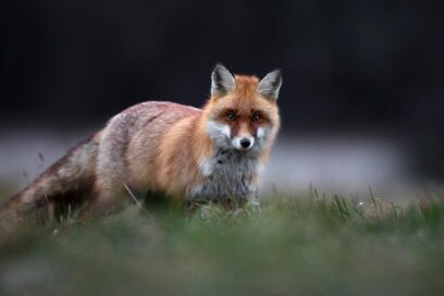 Renard roux allongé dans l’herbe, regardant l’objectif, avec un arrière-plan sombre et flou de forêt. - Agrandir l'image, fenêtre modale