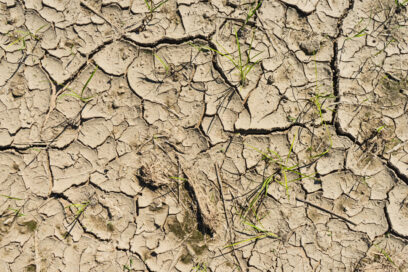 Gros plan sur une terre fortement asséchée, marquée par de larges fissures et de rares pousses d’herbe, illustrant les effets de la sécheresse. - Agrandir l'image, fenêtre modale