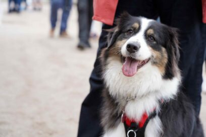 Agrandir l'image, fenêtre modale