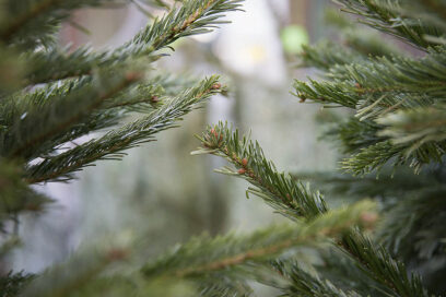 Image avec des sapins. - Agrandir l'image, fenêtre modale