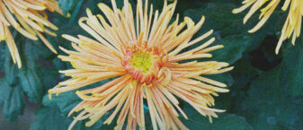 Dessin montrant des chrysanthèmes