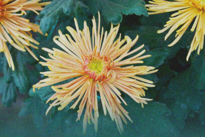 Dessin montrant des chrysanthèmes - Agrandir l'image, fenêtre modale